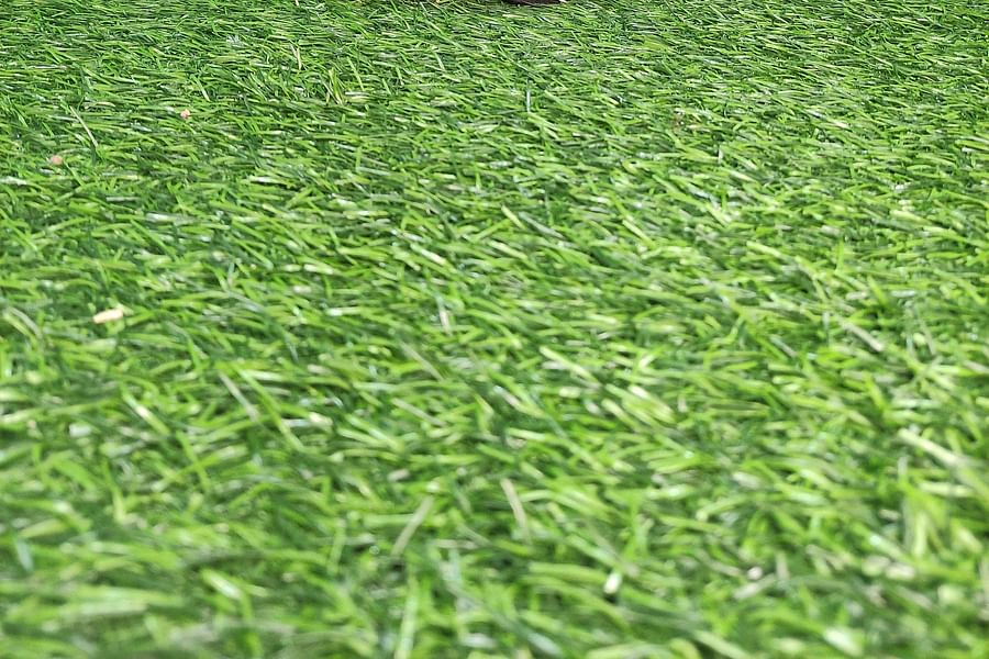 laser etched weightlifting belt